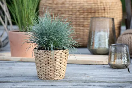 Festuca glauca 'Eisvogel' - P13 - image 4