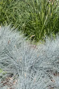 Festuca glauca 'Elijah Blue' - C6.5