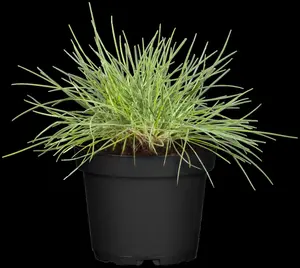 Festuca glauca 'Elijah Blue'