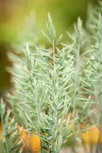 Festuca glauca 'Intense Blue'? - P13 - image 4