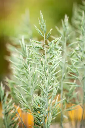 Festuca glauca 'Intense Blue'? - C3.5 - image 1
