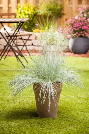 Festuca glauca 'Intense Blue'? - C3.5 - image 3