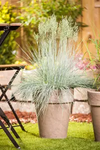 Festuca glauca 'Intense Blue'? - C3.5 - image 4