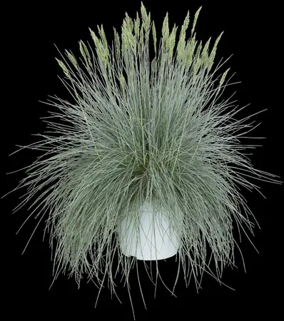 Festuca glauca 'Intense Blue'? - P13 - image 3