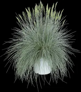 Festuca glauca 'Intense Blue'? - P13 - image 3