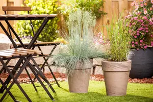 Festuca glauca 'Intense Blue'? - P13 - image 5