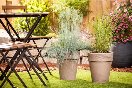 Festuca glauca 'Intense Blue'? - C3.5 - image 2