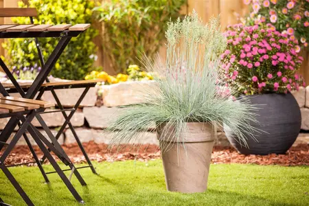 Festuca glauca 'Intense Blue'? - C3.5 - image 5