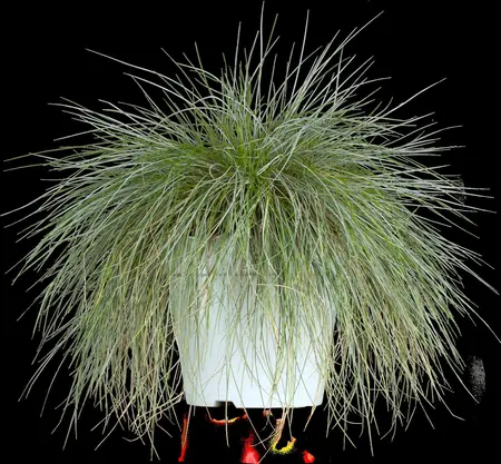 Festuca glauca 'Intense Blue'? - P13 - image 1