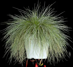Festuca glauca 'Intense Blue'?