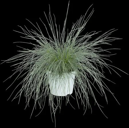 Festuca glauca 'Intense Blue'? - P13 - image 2