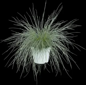 Festuca glauca 'Intense Blue'? - P13 - image 2