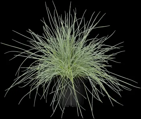 FESTUCA glu. COMPACTA BLUE 10CM - image 3