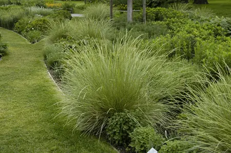 Festuca mairei - 2 Ltr pot - image 5