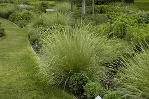 Festuca mairei - 3 Ltr pot - image 5