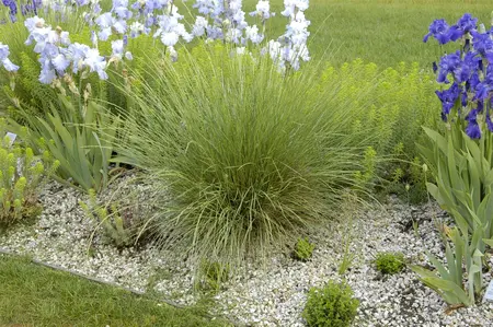 Festuca mairei - P9 - image 2