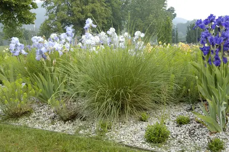 Festuca mairei - P9 - image 3