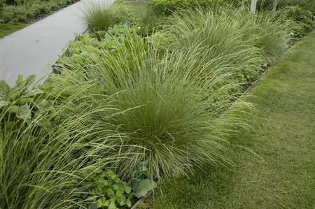 Festuca mairei - P9 - image 4