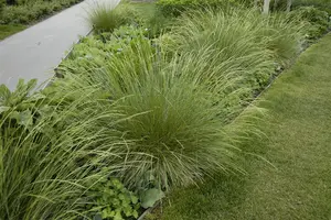 Festuca mairei - P9 - image 4
