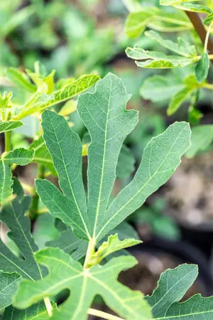 Ficus carica 'Bornholm's Diamant' - 2 Ltr pot - image 2