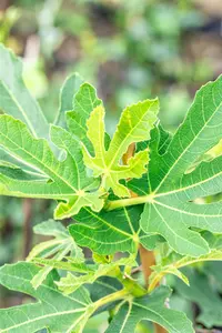 Ficus carica 'Bornholm's Diamant' - 2 Ltr pot - image 3
