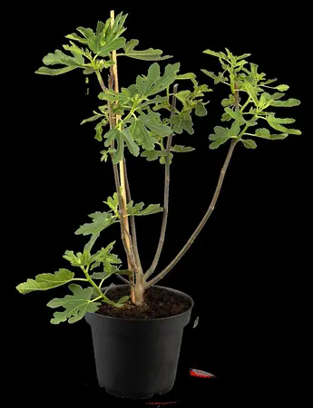 Ficus carica 'Bornholm's Diamant' - P9 - image 1