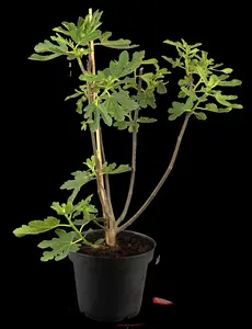 Ficus carica 'Bornholm's Diamant'