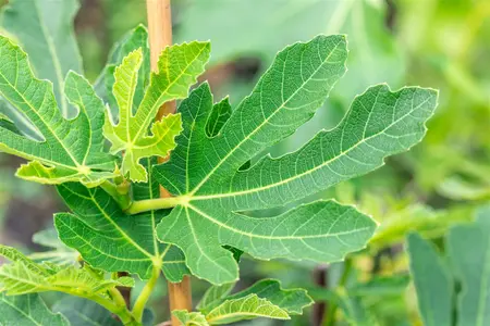 Ficus carica 'Bornholm's Diamant' - 2 Ltr pot - image 1