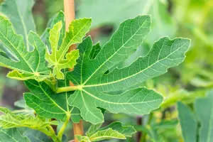 Ficus carica 'Bornholm's Diamant' - 2 Ltr pot - image 1