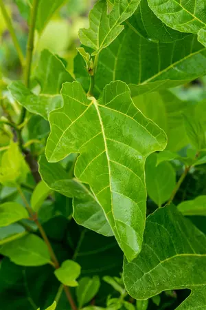 Ficus carica 'Brogiotto Nero' - 50-60 CM C2 - image 2