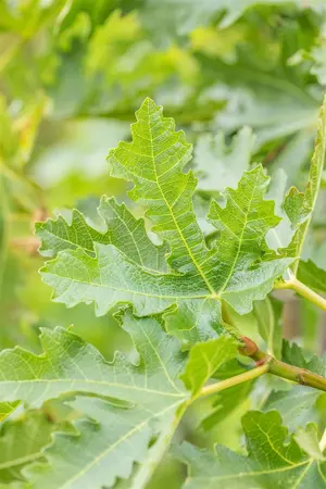 Ficus carica 'Brogiotto Nero' - 50-60 CM C2 - image 5