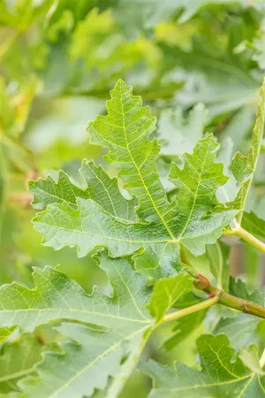 Ficus carica 'Brogiotto Nero' - 2 Ltr pot - image 5