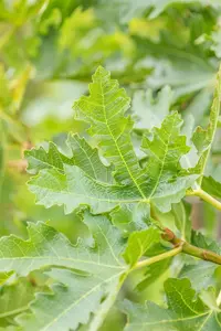 Ficus carica 'Brogiotto Nero' - 2 Ltr pot - image 5