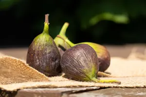Ficus carica 'Brogiotto Nero'