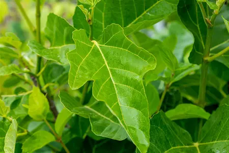 Ficus carica 'Brogiotto Nero' - 2 Ltr pot - image 3
