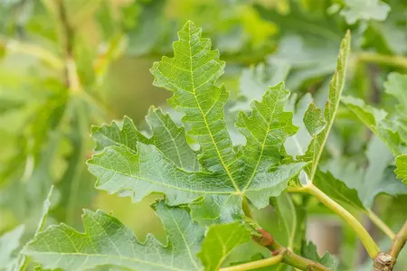 Ficus carica 'Brogiotto Nero' - 2 Ltr pot - image 4