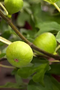 Ficus carica 'Brown Turkey' - STDS 6-8 CM CONT - image 3
