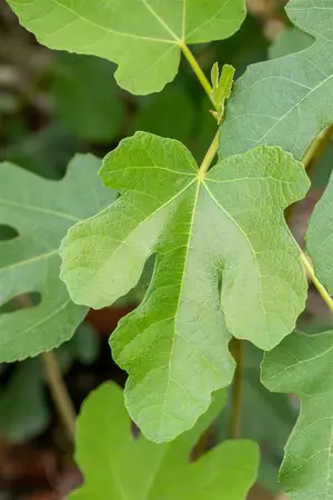 Ficus carica 'Brown Turkey' - 60-80 CM C7.5 - image 3