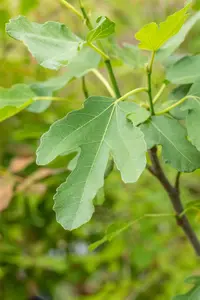 Ficus carica 'Brown Turkey' - 3 Ltr pot - image 5