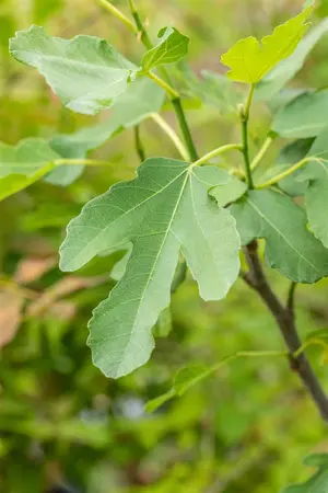 Ficus carica 'Brown Turkey' - 100 CM STEM C15 - image 5