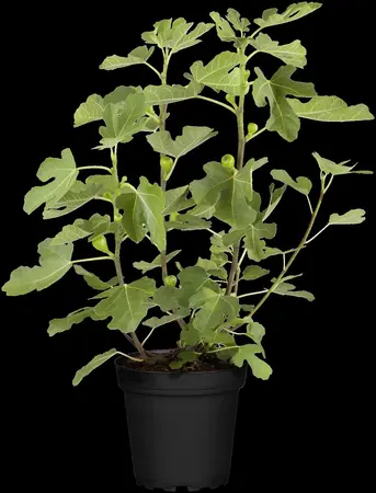 Ficus carica 'Brown Turkey' - STDS 6-8 CM CONT - image 4