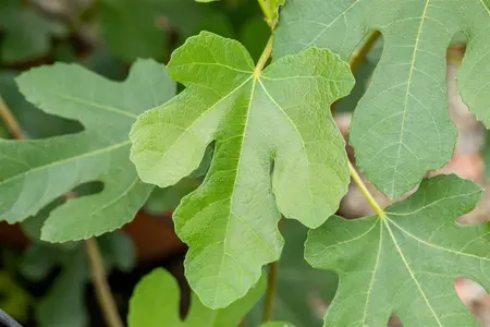 Ficus carica 'Brown Turkey' - 3 Ltr pot - image 2