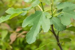 Ficus carica 'Brown Turkey' - 100 CM STEM C15 - image 4