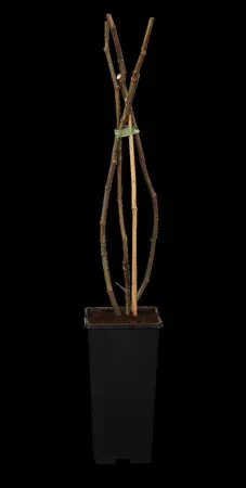 Ficus carica 'Brown Turkey' - STDS 6-8 CM CONT - image 1