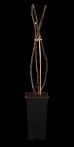 Ficus carica 'Brown Turkey' - STDS 6-8 CM CONT - image 1