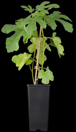 Ficus carica 'Brown Turkey' - STDS 6-8 CM CONT - image 2