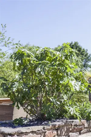 Ficus carica 'Grise de Tarascon' - 2 Ltr pot - image 1