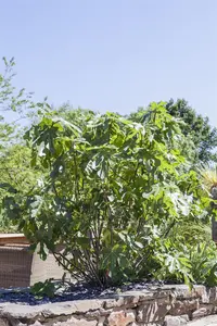 Ficus carica 'Grise de Tarascon'