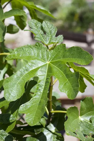 Ficus carica 'Grise de Tarascon' - 2 Ltr pot - image 3