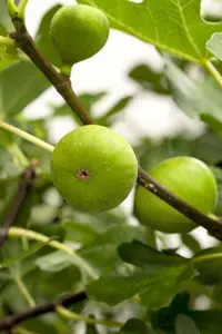 Ficus carica 'Grise de Tarascon' - 2 Ltr pot - image 4